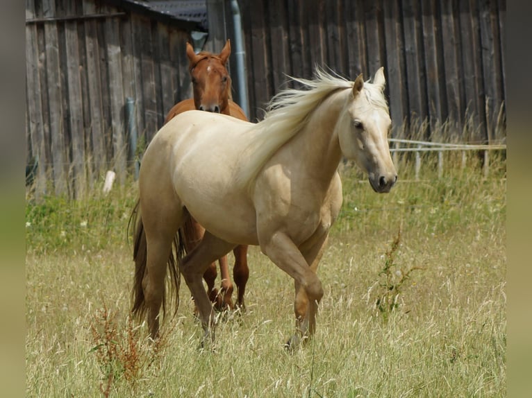 American Quarter Horse Stute 2 Jahre 152 cm Palomino in Linsburg