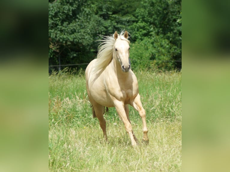 American Quarter Horse Stute 2 Jahre 152 cm Palomino in Linsburg