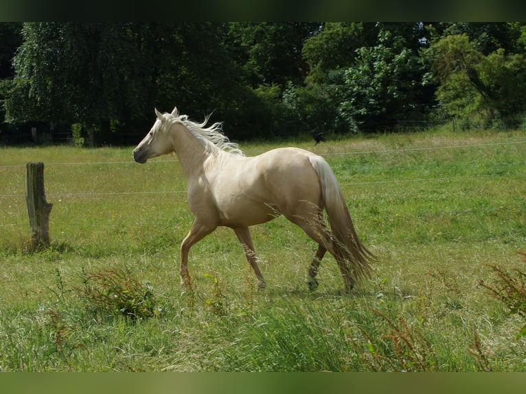 American Quarter Horse Stute 2 Jahre 152 cm Palomino in Linsburg