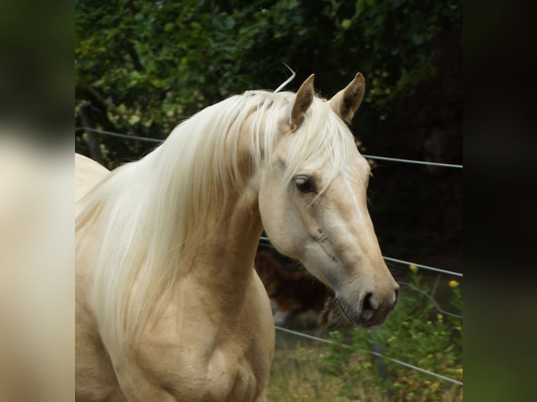 American Quarter Horse Stute 2 Jahre 152 cm Palomino in Linsburg