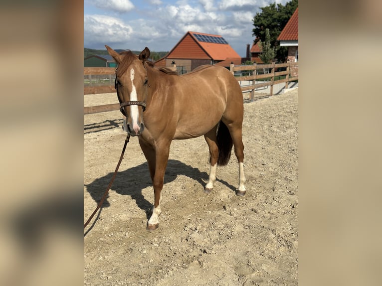 American Quarter Horse Stute 2 Jahre 152 cm Red Dun in Alfeld (Leine)