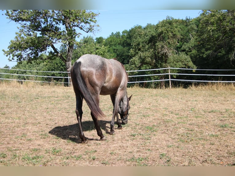 American Quarter Horse Stute 2 Jahre 152 cm Roan-Blue in Breitenbach