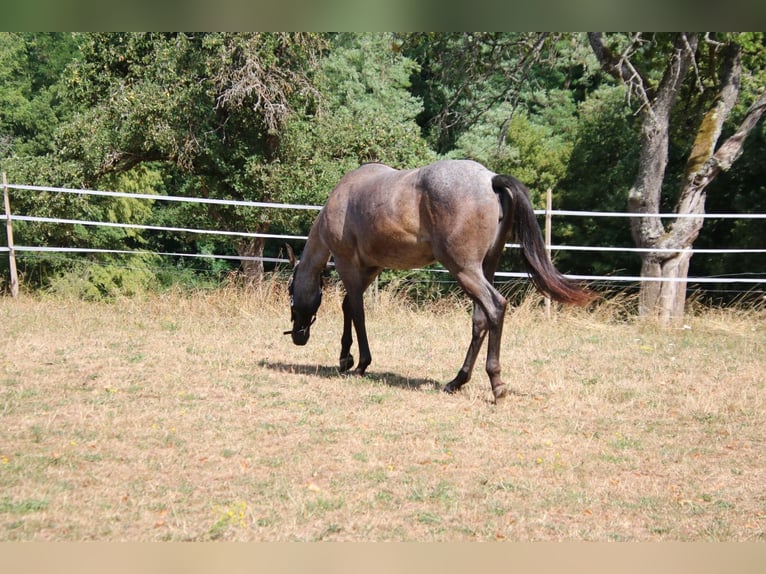 American Quarter Horse Stute 2 Jahre 152 cm Roan-Blue in Breitenbach
