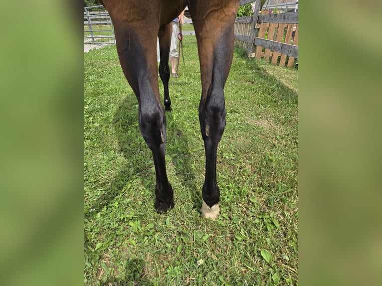 American Quarter Horse Stute 2 Jahre 152 cm Rotbrauner in Brechin,  ontario