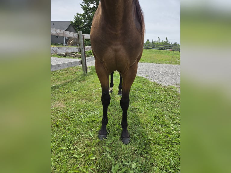 American Quarter Horse Stute 2 Jahre 152 cm Rotbrauner in Brechin,  ontario