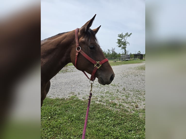 American Quarter Horse Stute 2 Jahre 152 cm Rotbrauner in Brechin,  ontario