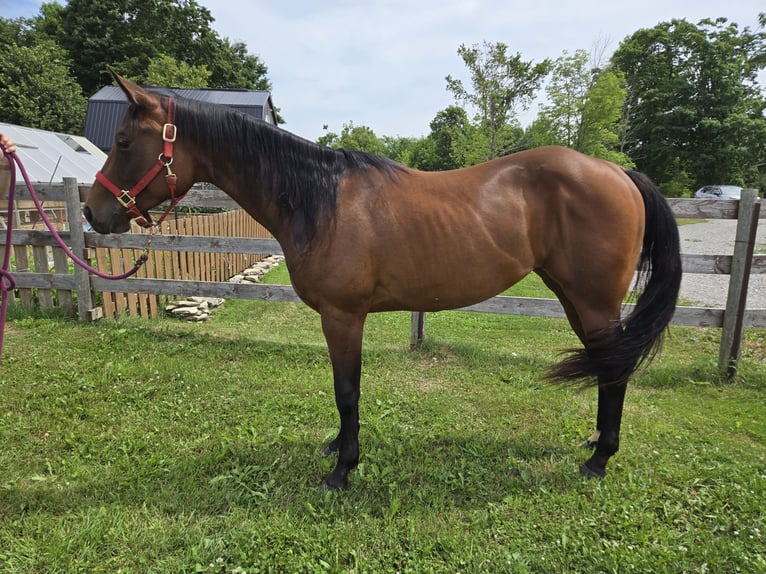 American Quarter Horse Stute 2 Jahre 152 cm Rotbrauner in Brechin,  ontario