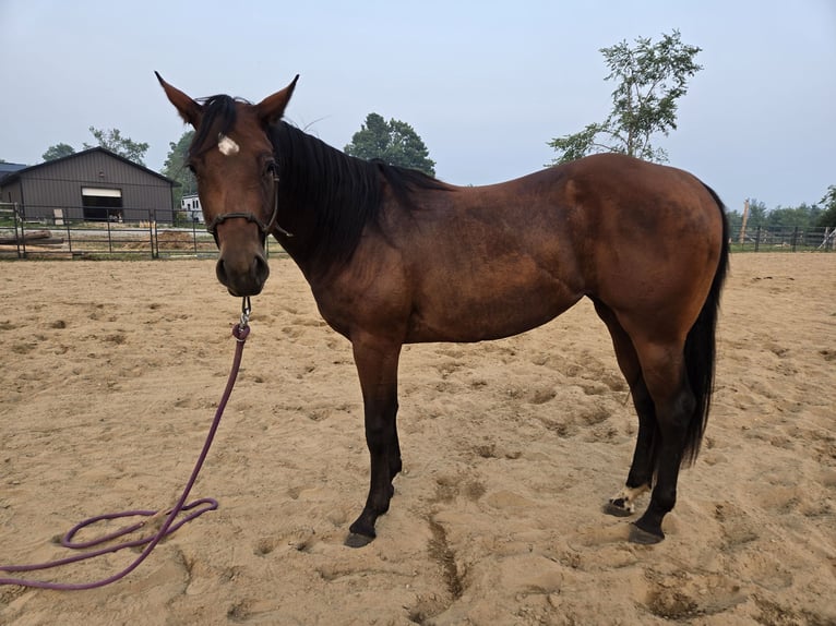 American Quarter Horse Stute 2 Jahre 152 cm Rotbrauner in Brechin,  ontario