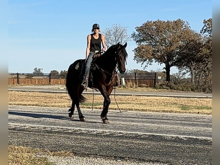 American Quarter Horse Stute 2 Jahre 152 cm Rotbrauner in Bakersfield
