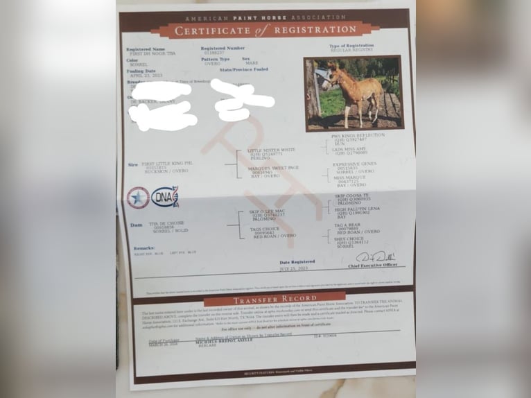 American Quarter Horse Mix Stute 2 Jahre 152 cm Rotfuchs in Kemzeke