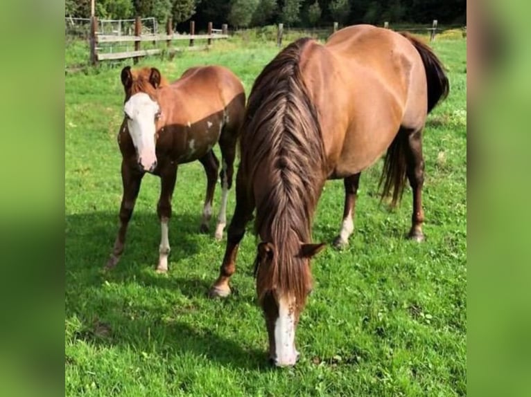 American Quarter Horse Mix Stute 2 Jahre 152 cm Rotfuchs in Kemzeke