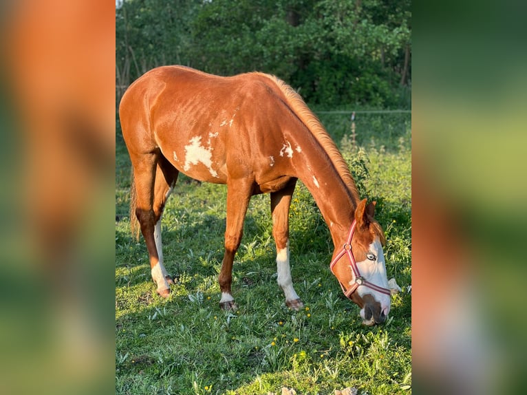 American Quarter Horse Mix Stute 2 Jahre 152 cm Rotfuchs in Kemzeke