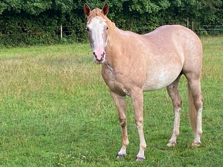 American Quarter Horse Stute 2 Jahre 152 cm in Duisburg