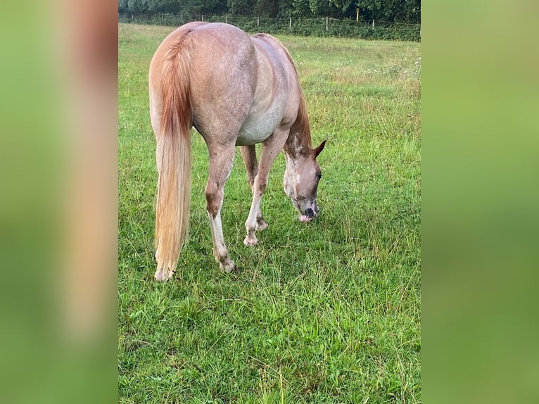 American Quarter Horse Stute 2 Jahre 152 cm in Duisburg