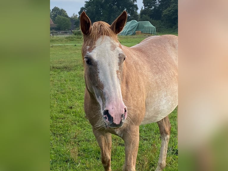 American Quarter Horse Stute 2 Jahre 152 cm in Duisburg