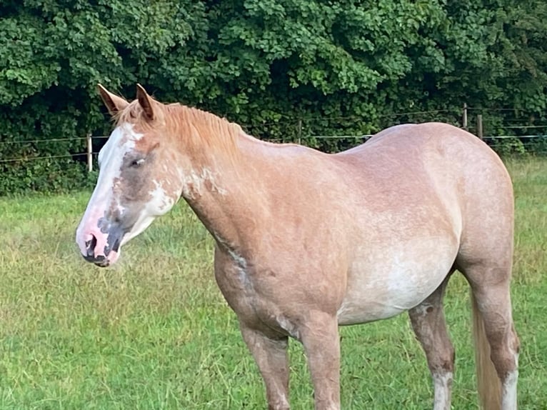 American Quarter Horse Stute 2 Jahre 152 cm in Duisburg
