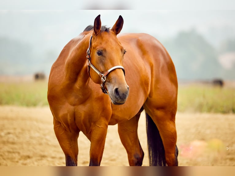 American Quarter Horse Stute 2 Jahre 153 cm Brauner in München