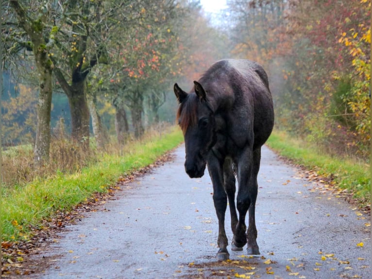 American Quarter Horse Stute 2 Jahre 153 cm Roan-Blue in Breitenbach
