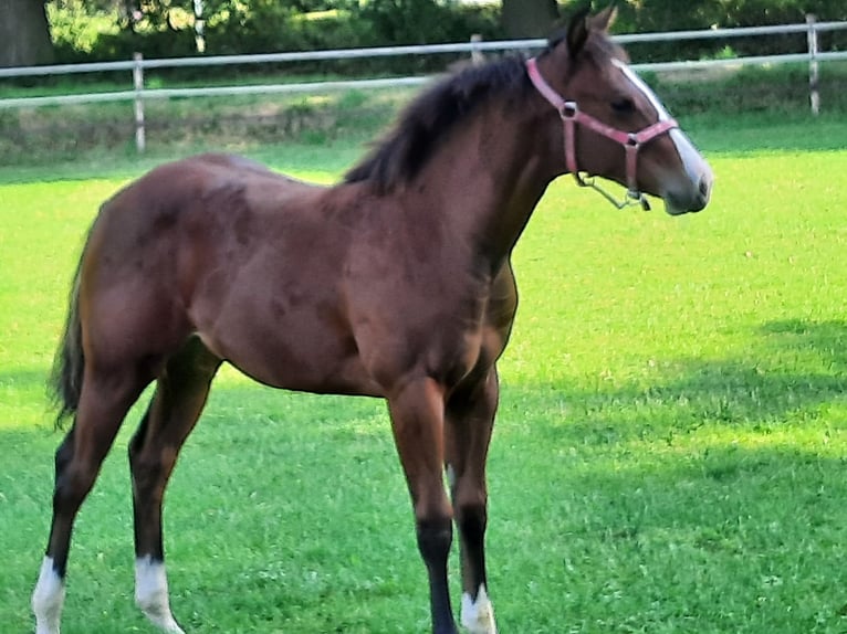 American Quarter Horse Stute 2 Jahre 154 cm Brauner in Bedburg-Hau