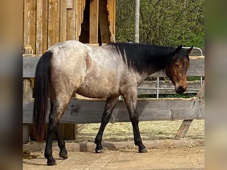 American Quarter Horse Stute 2 Jahre 154 cm Roan-Bay in Ensdorf