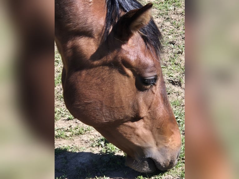 American Quarter Horse Stute 2 Jahre 155 cm Dunkelbrauner in Fehl-Ritzhausen