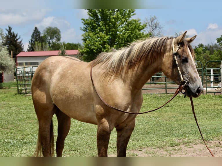 American Quarter Horse Stute 2 Jahre 155 cm Falbe in Fort Collins, CO