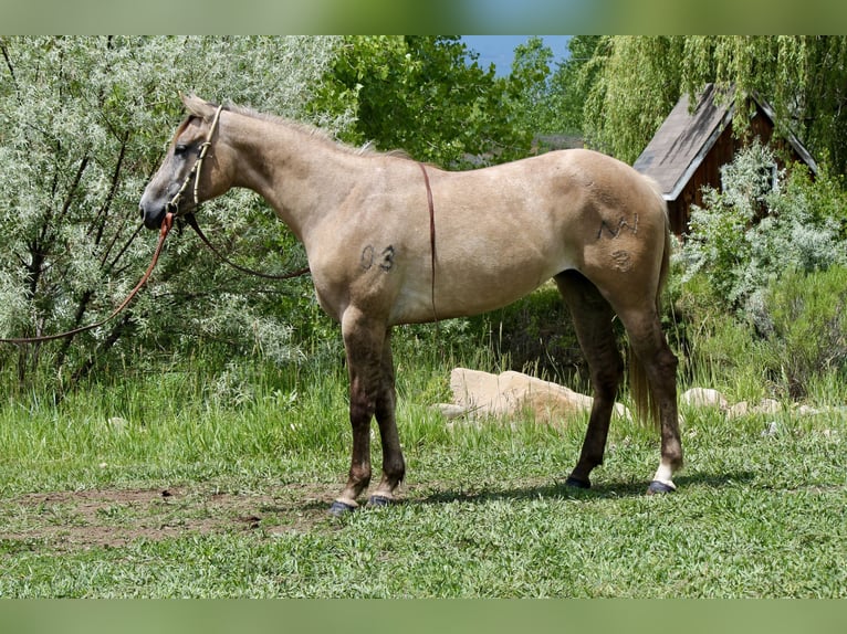 American Quarter Horse Stute 2 Jahre 155 cm Falbe in Fort Collins, CO