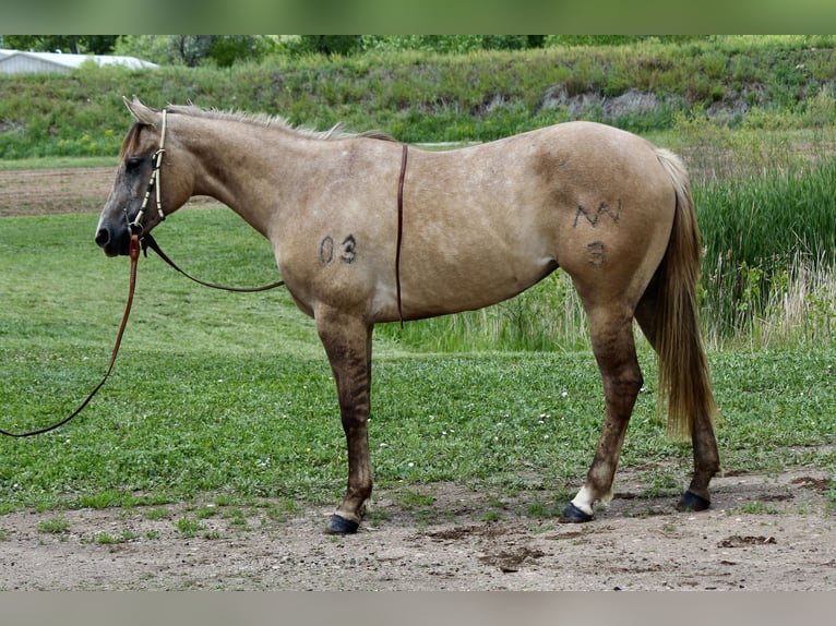 American Quarter Horse Stute 2 Jahre 155 cm Falbe in Fort Collins, CO