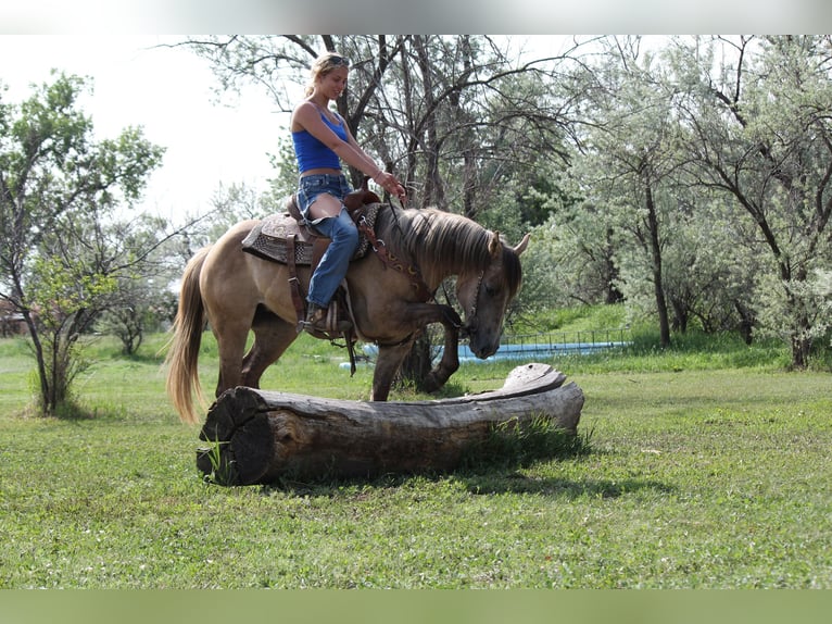 American Quarter Horse Stute 2 Jahre 155 cm Falbe in Fort Collins, CO