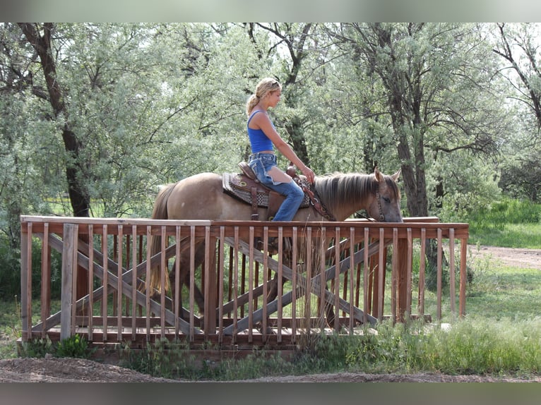 American Quarter Horse Stute 2 Jahre 155 cm Falbe in Fort Collins, CO