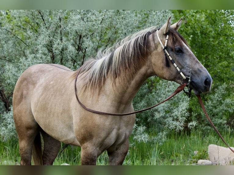 American Quarter Horse Stute 2 Jahre 155 cm Falbe in Fort Collins, CO