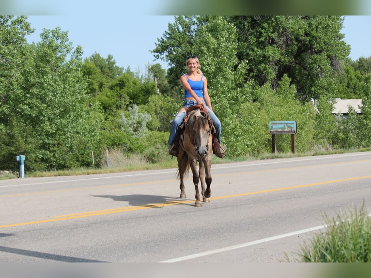 American Quarter Horse Stute 2 Jahre 155 cm Falbe in Fort Collins, CO