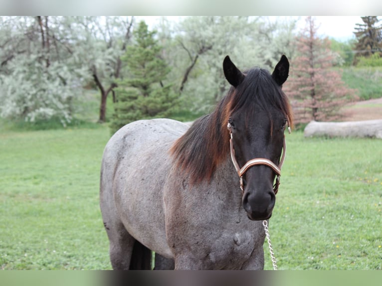 American Quarter Horse Stute 2 Jahre 155 cm Roan-Blue in Fort Collins, CO