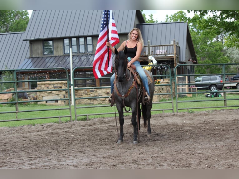 American Quarter Horse Stute 2 Jahre 155 cm Roan-Blue in Fort Collins, CO