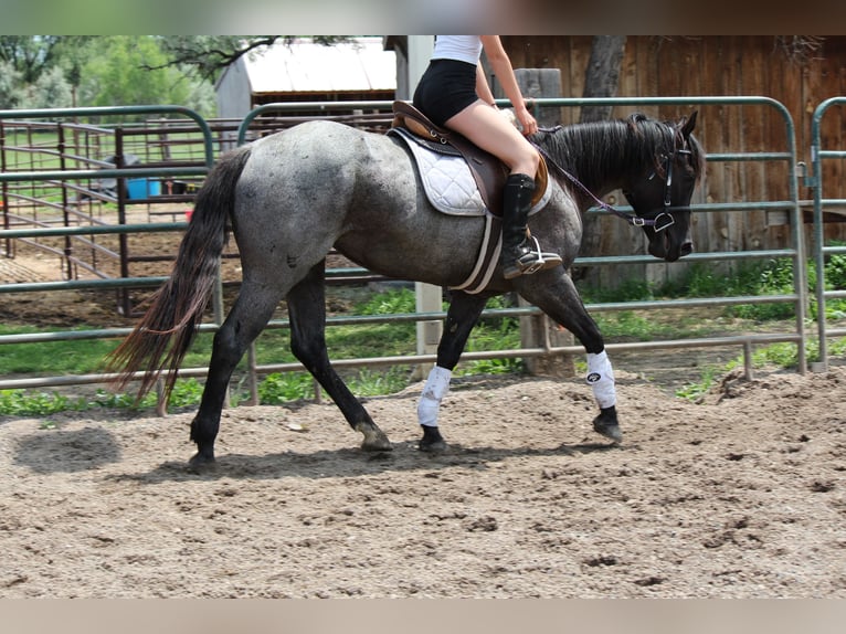 American Quarter Horse Stute 2 Jahre 155 cm Roan-Blue in Fort Collins, CO