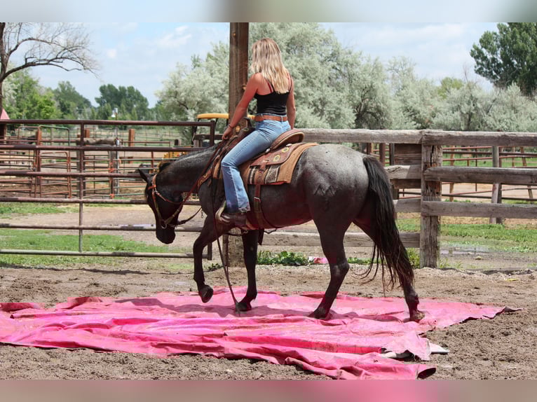 American Quarter Horse Stute 2 Jahre 155 cm Roan-Blue in Fort Collins, CO