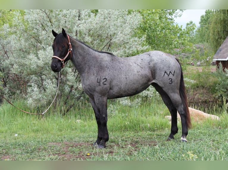 American Quarter Horse Stute 2 Jahre 155 cm Roan-Blue in Fort Collins, CO