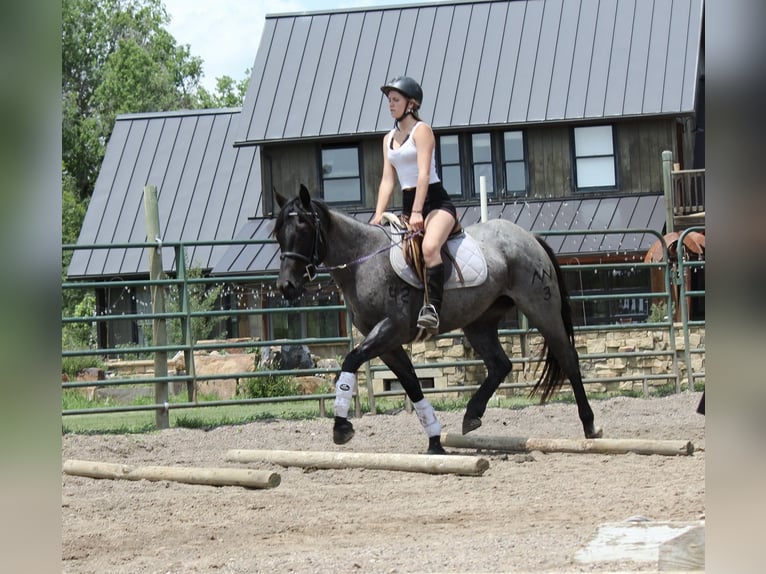 American Quarter Horse Stute 2 Jahre 155 cm Roan-Blue in Fort Collins, CO