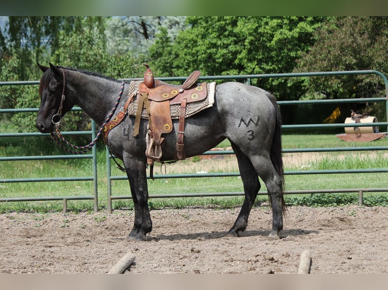 American Quarter Horse Stute 2 Jahre 155 cm Roan-Blue in Fort Collins, CO