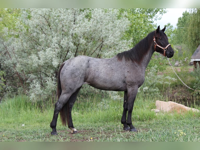 American Quarter Horse Stute 2 Jahre 155 cm Roan-Blue in Fort Collins, CO