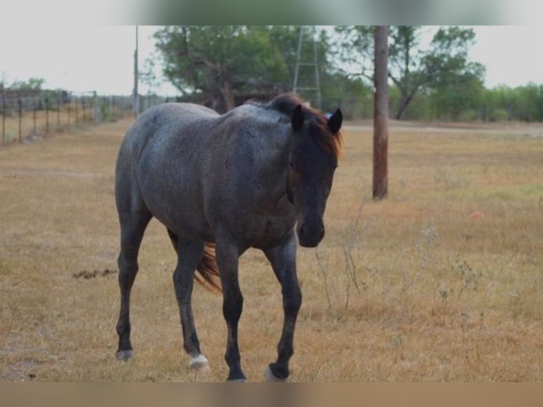 American Quarter Horse Stute 2 Jahre 155 cm Roan-Blue in Fort Collins, CO