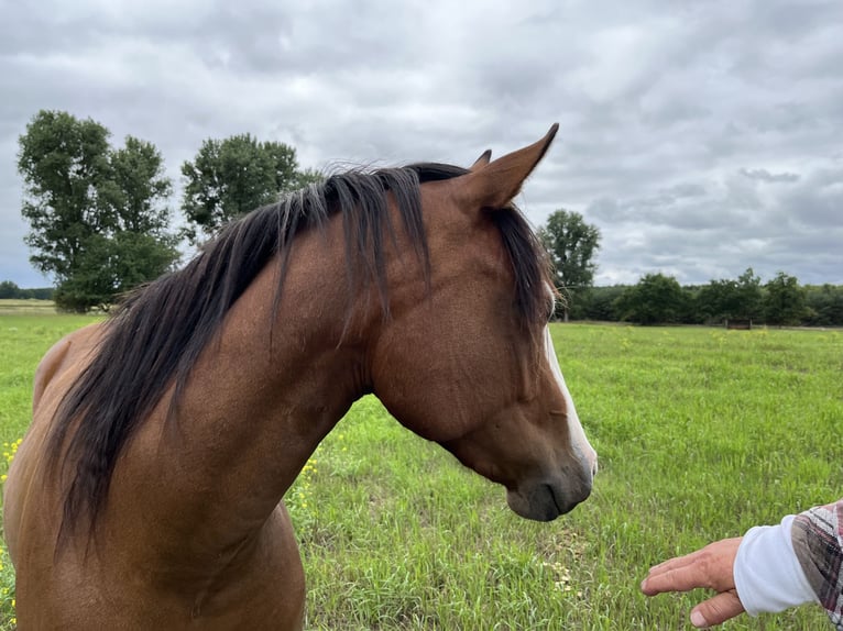 American Quarter Horse Stute 2 Jahre 155 cm in Stahnsdorf