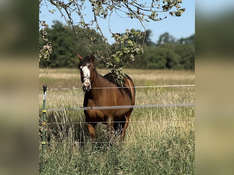 American Quarter Horse Stute 2 Jahre 155 cm in Stahnsdorf