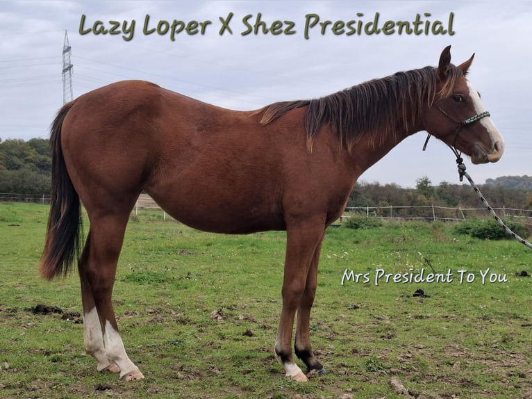 American Quarter Horse Stute 2 Jahre 156 cm Brauner in Echternacherbrück