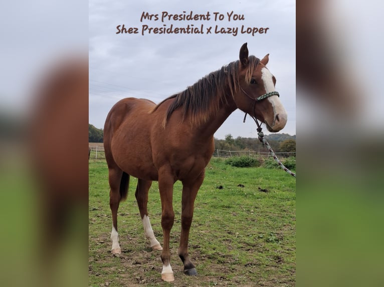 American Quarter Horse Stute 2 Jahre 156 cm Brauner in Echternacherbrück