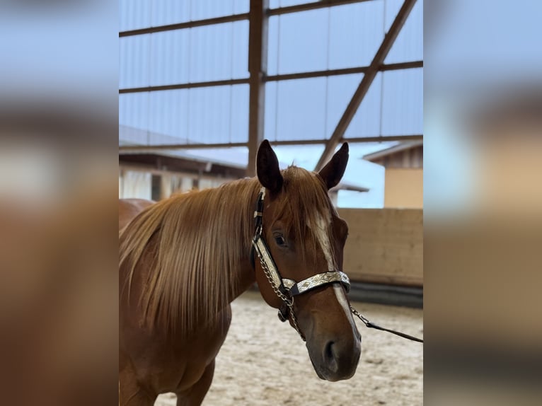 American Quarter Horse Stute 2 Jahre 156 cm Fuchs in WinterbachWinterbach