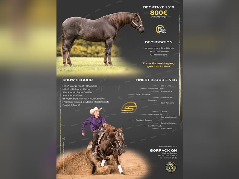 American Quarter Horse Stute 2 Jahre 156 cm Fuchs in Zerbst