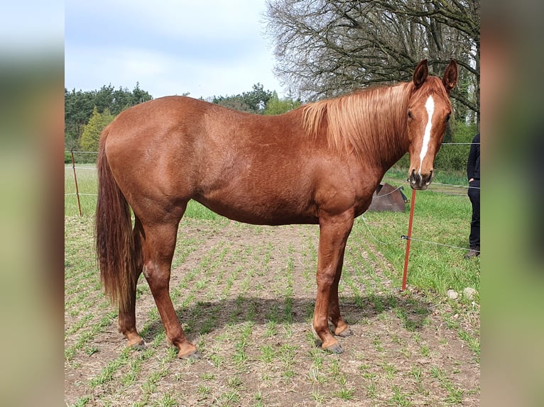 American Quarter Horse Stute 2 Jahre 156 cm Fuchs in Zerbst