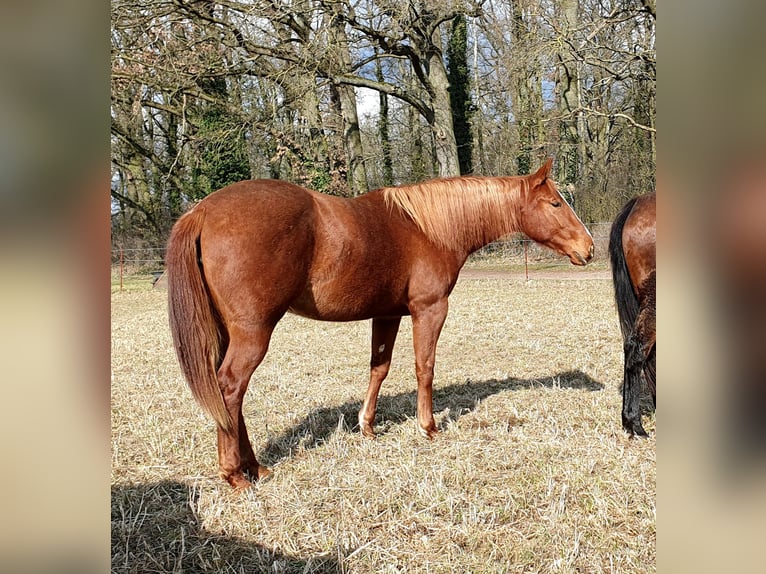 American Quarter Horse Stute 2 Jahre 156 cm Fuchs in Zerbst