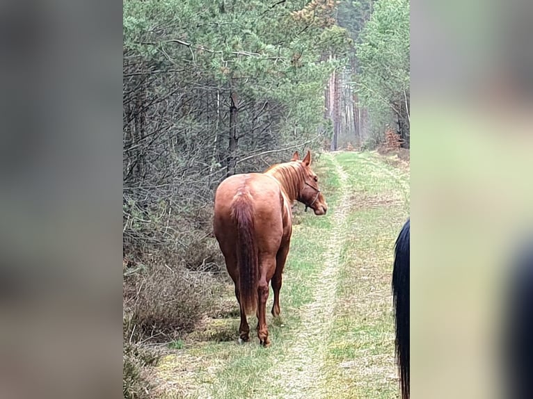 American Quarter Horse Stute 2 Jahre 156 cm Fuchs in Zerbst